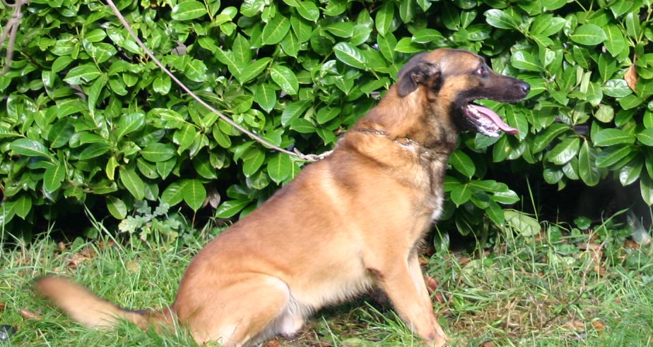 foto van franky