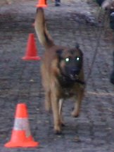 foto van franky
